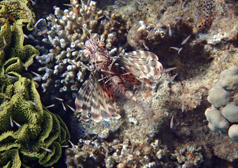 Lion fish or Turkey fish , its scientific name is Pterois miles, belongs to the family Scorpaenidae. The fish has fins as spines which are extremely venomous

