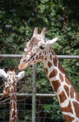 Giraffe 
