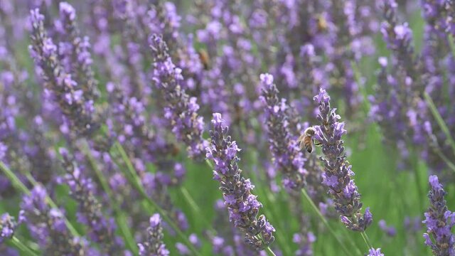 API SULLA LAVANDA
