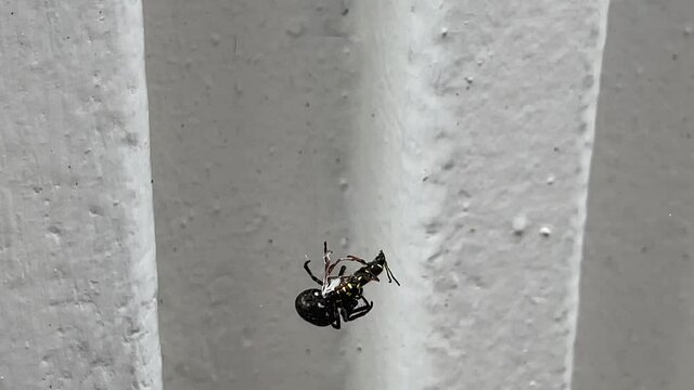 Spider fighting wasp in web