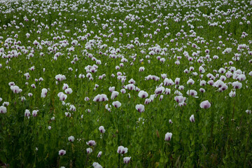 A Field of Purple Poppies growing in north Northumberland, England, Uk.