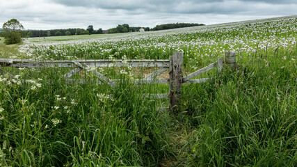 Fototapeta na wymiar A Field of Purple Poppies growing in north Northumberland, England, Uk.