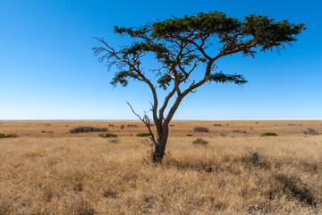 acacia tree savannah
