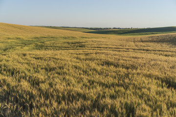 Palousse Wheat Fields