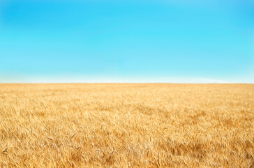 Field of golden wheat against a blue sky. Ukrainian flag