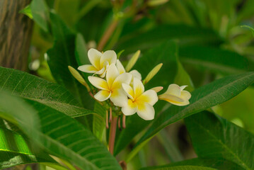 Soft frangipani flower or plumeria flower on branch tree on blurred background.