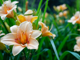 Fototapeta premium Daylilies of rich orange color in the garden. 