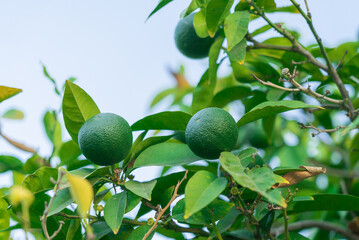 Green tangerines on a branch on blue sky background. Cyprus mandarines