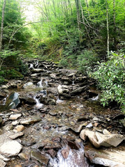 stream in the woods
