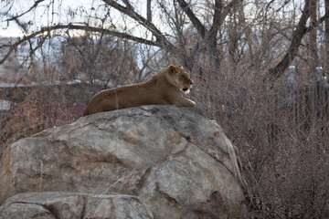 Majestic lioness on top of her rock