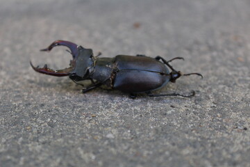 a large deer beetle lies on the ground close-up