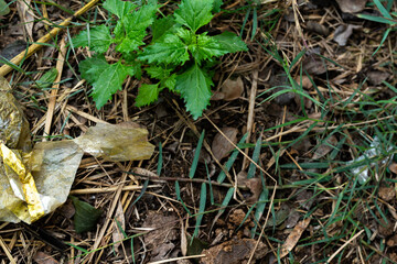 Naklejka premium Green plant in a forest with dry leaves on the ground.