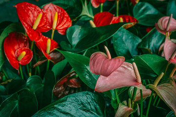 Anthurium or flamingo flower bloom in the garden with compress and noise film for background.