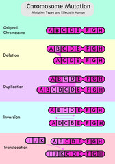 chromosome mutation types and effects in human. 