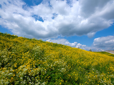 koolzaad op de Diefdijk bij Culemborg Gelderland