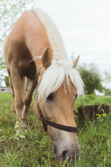 Naklejka na ściany i meble Close-up view of a beautiful light brown horse with a blonde mane grazing in the farm field meadows. Flaxen horse head closeup. The horse is eating grass in the field. Clear white sky in the
