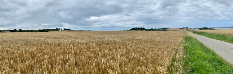 Panorama de champs de blé en été en Bretagne 