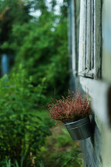 View of a plant under an old country house window in summer