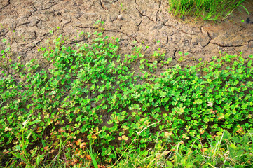 Water Fern is a weed in rice fields. and is a local vegetable of the countryside of Thailand