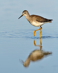 A juvenile Lesser Yellowlegs wades through shallow water during its southward migration - Ottawa, Canada 