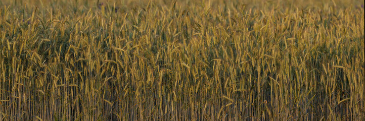 Rye field at sunset light.