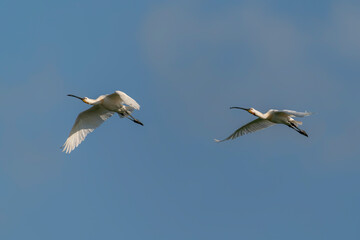Two Beautiful Eurasian Spoonbill or common spoonbill (Platalea leucorodia)  in flight. Gelderland in the Netherlands. Isolated on a blue background.                                 