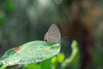 Gray color Butterfly in green leaves