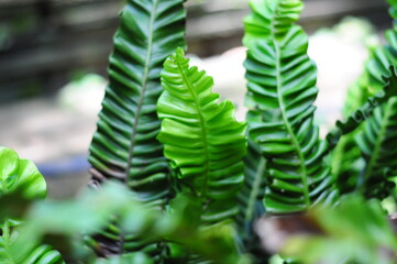 cobra nest fern in the forest