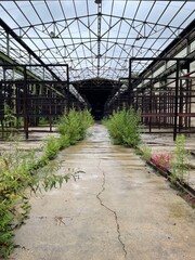 greenhouse with plants