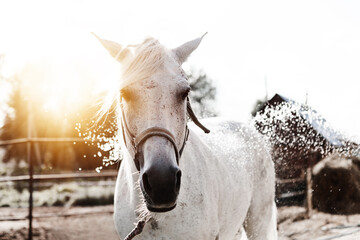 Portrait of a horse in the rays of sunlight and with water drops on the background of a stable or...
