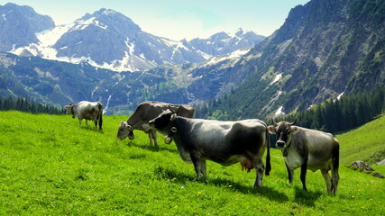 Fototapeta na wymiar mehrere Kühe mit Glocken weiden auf einer grünen Alm vor hohen Bergen mit Schnee im Kleinwalsertal