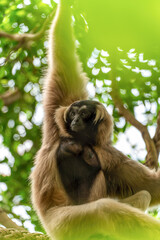 Fototapeta premium Pileated Gibbon (Hylobates pileatus)