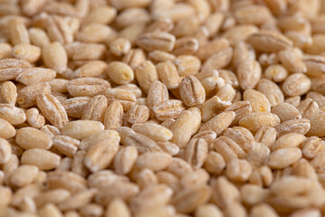 Background of Barley Wheat Up Close
