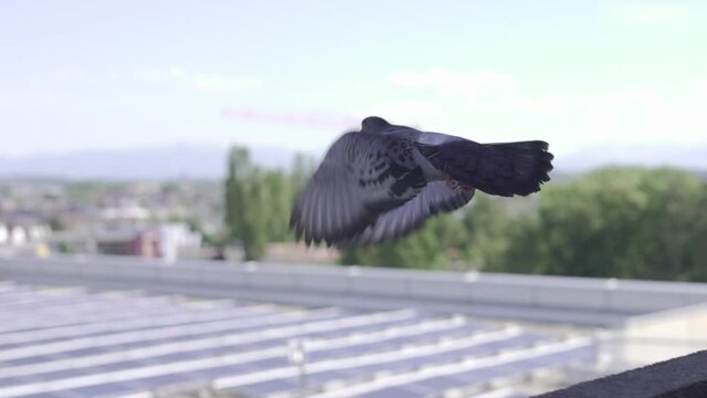 Taube fliegt in der Stadt