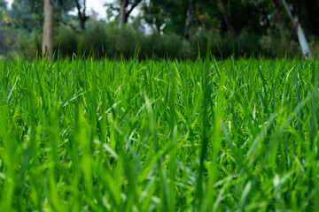 Green rice plants in the field