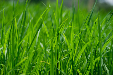 Fototapeta na wymiar Green rice plants in the field