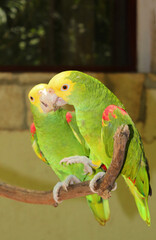 Green parrots macaws, green parrot bird on the territory of Xcaret, famous ecotourism park on the mexican Riviera Maya, Quintana Roo, Yucatan, Mexico