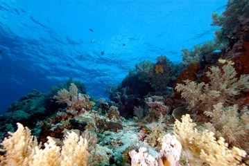 Foto auf Acrylglas A picture of the coral reef © ScubaDiver