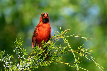 red parrot on a branch