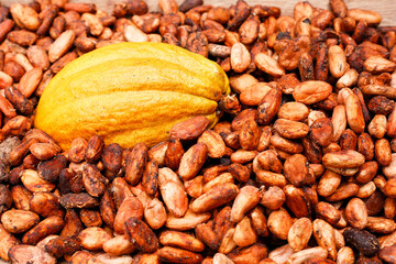 cocoa beans and fruits - Theobroma cacao L. image, close-up image