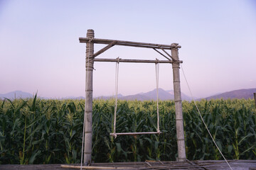 Fototapeta na wymiar swing at the corn field.