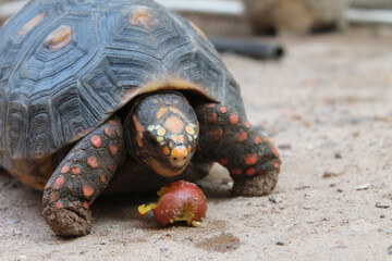 Tortuga mirando fruta. hambre.