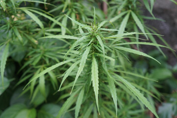 Green cannabis leaves, marijuana plant.