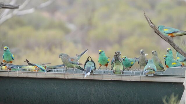 a high frame rate clip of a flock of mulga parrots at a water trough at gluepot reserve in south australia