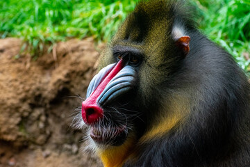 Close up of a baboon 