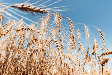 Fototapeta premium Wheat field. Golden ears of corn against the blue sky.