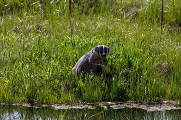 Badger in wild