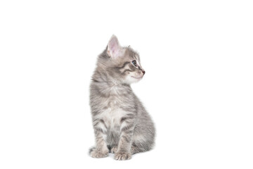 Fototapeta premium a striped purebred kitten sits on a white background