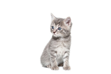 a striped purebred kitten sits on a white background