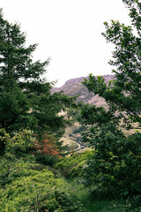 Forest in the mountains in summer